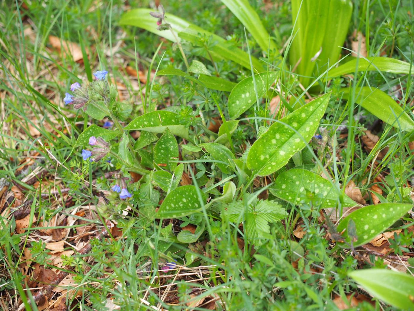 Lungwort, [Refined] plant